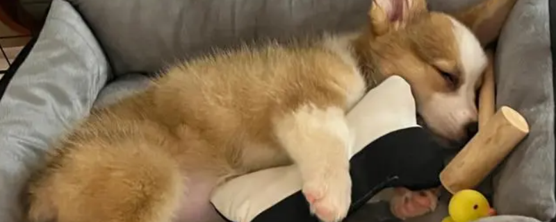 柯基是柴犬吗