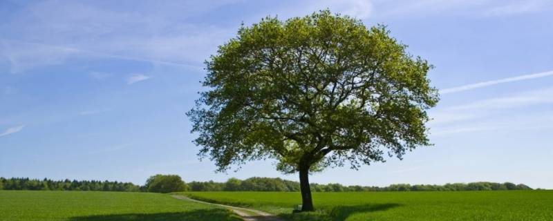 树有生命吗