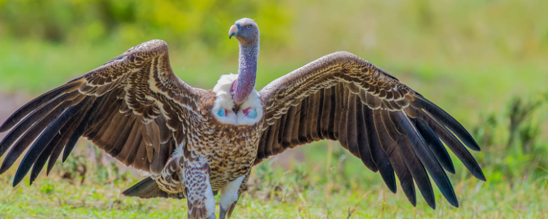 二年级保护黑白兀鹫的海报怎么写