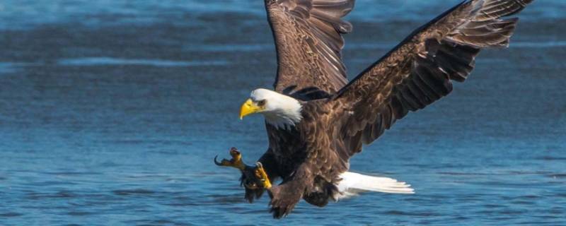 美国吉祥物是橄榄圈吗