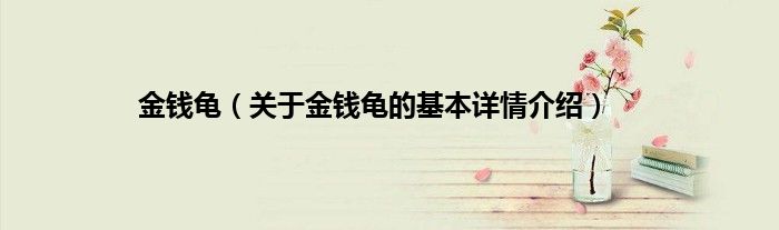 金钱龟（关于金钱龟的基本详情介绍）