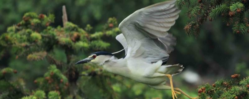 夜游是什么样的鸟