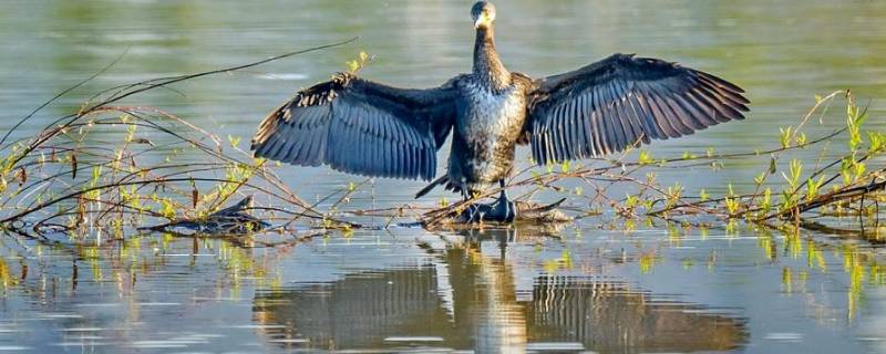 大鹚老是什么鸟